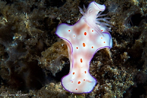 Ceratosoma trilobatum/Photographed with a Canon 60 mm mac... by Laurie Slawson 